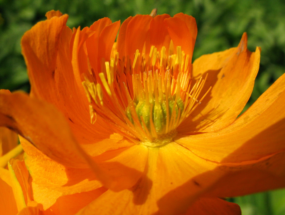 Image of Trollius kolonok specimen.