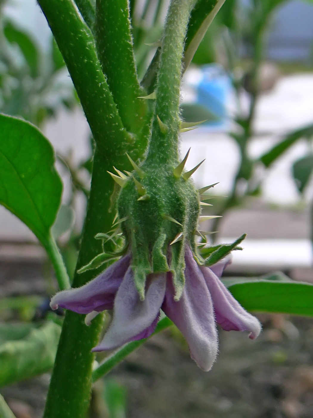 Image of Solanum melongena specimen.