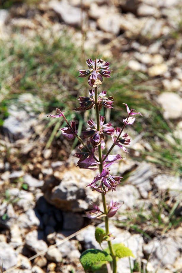 Изображение особи Salvia sclarea.