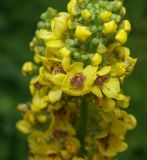 Смотреть изображение Verbascum nigrum