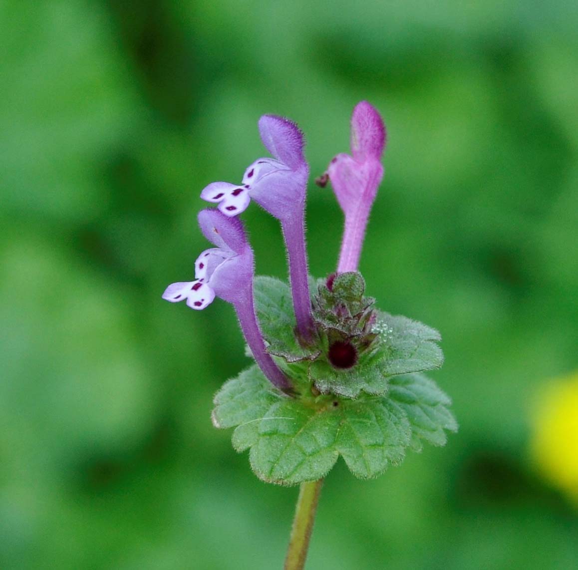 Изображение особи Lamium amplexicaule.