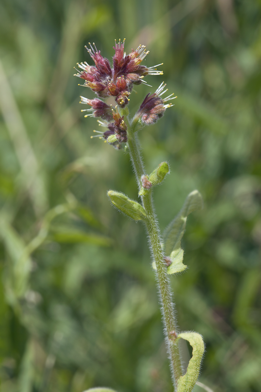 Изображение особи Solenanthus circinnatus.