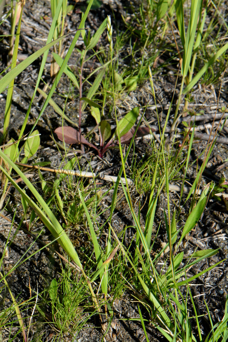 Image of Sieglingia decumbens specimen.