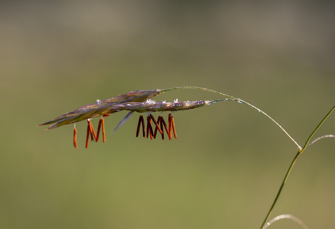 Image of Bromopsis inermis specimen.