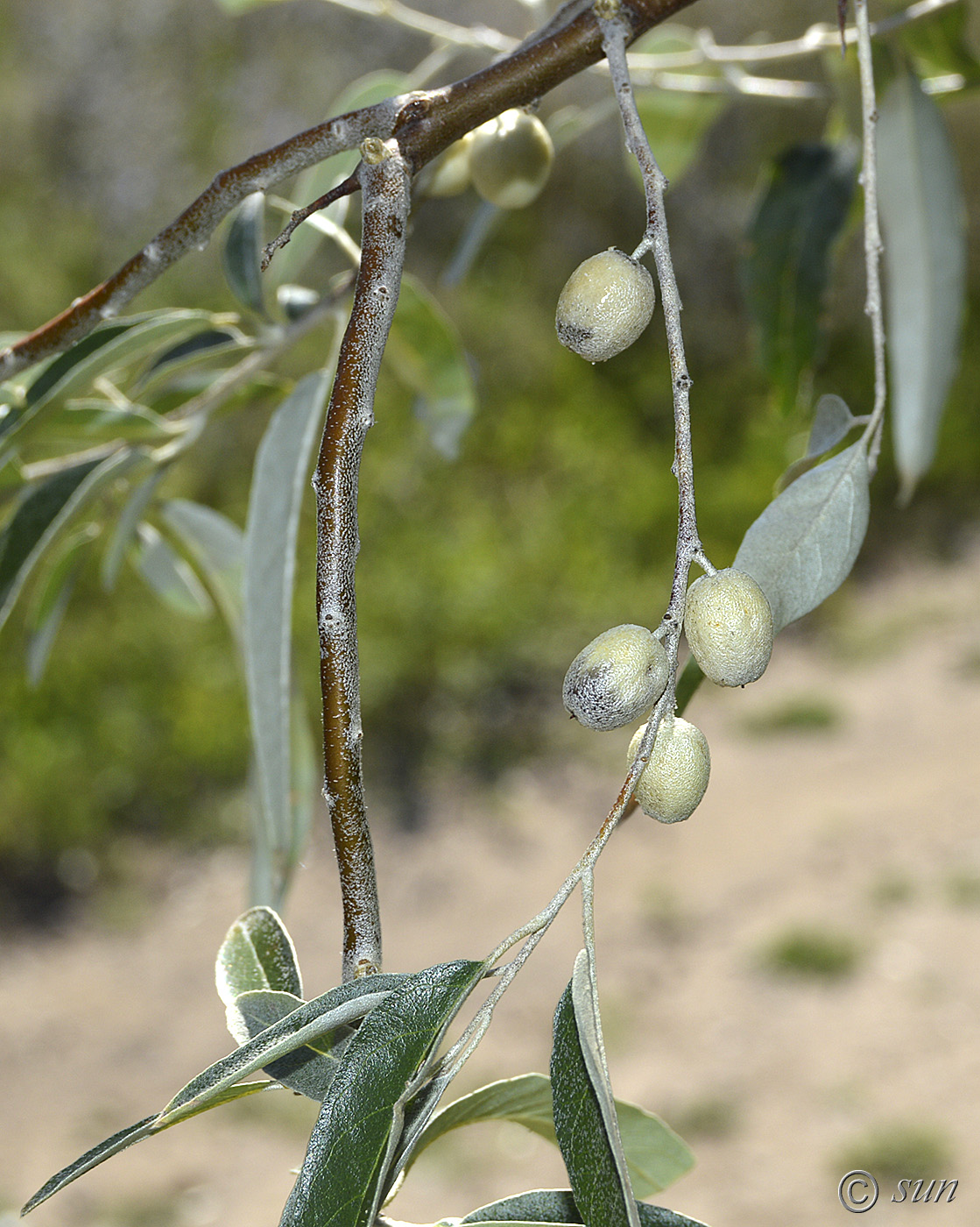 Image of Elaeagnus angustifolia specimen.