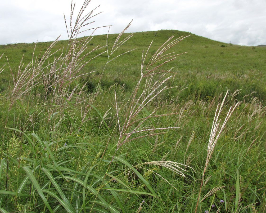 Изображение особи Miscanthus purpurascens.