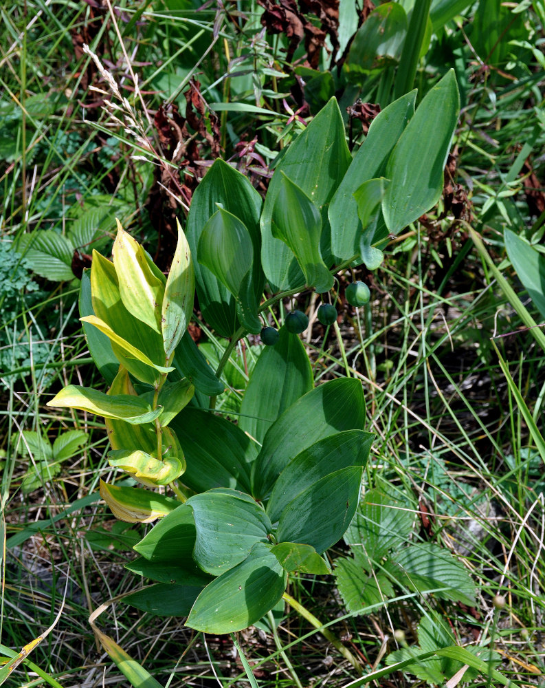 Изображение особи Polygonatum odoratum.