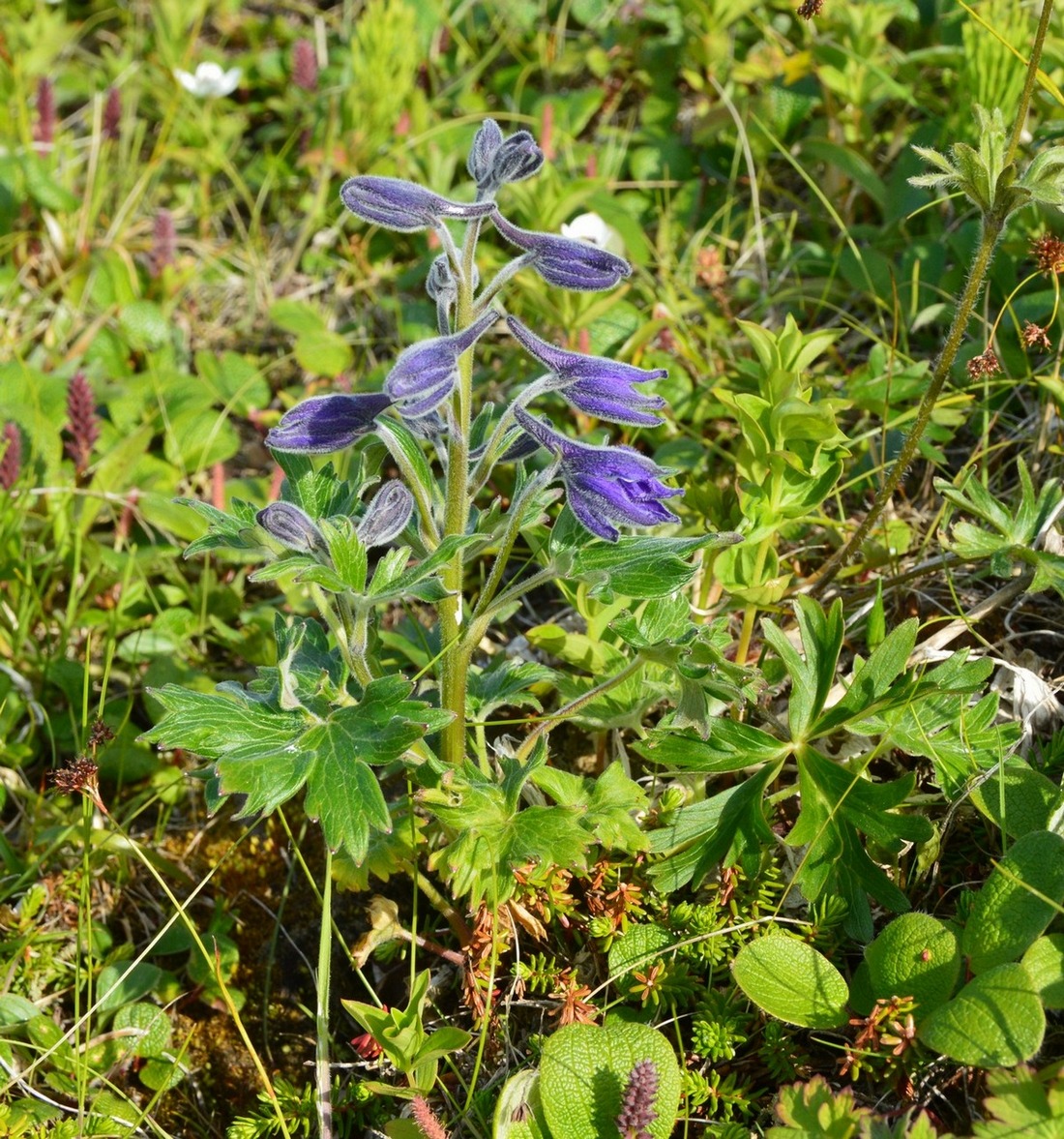 Изображение особи Delphinium brachycentrum.