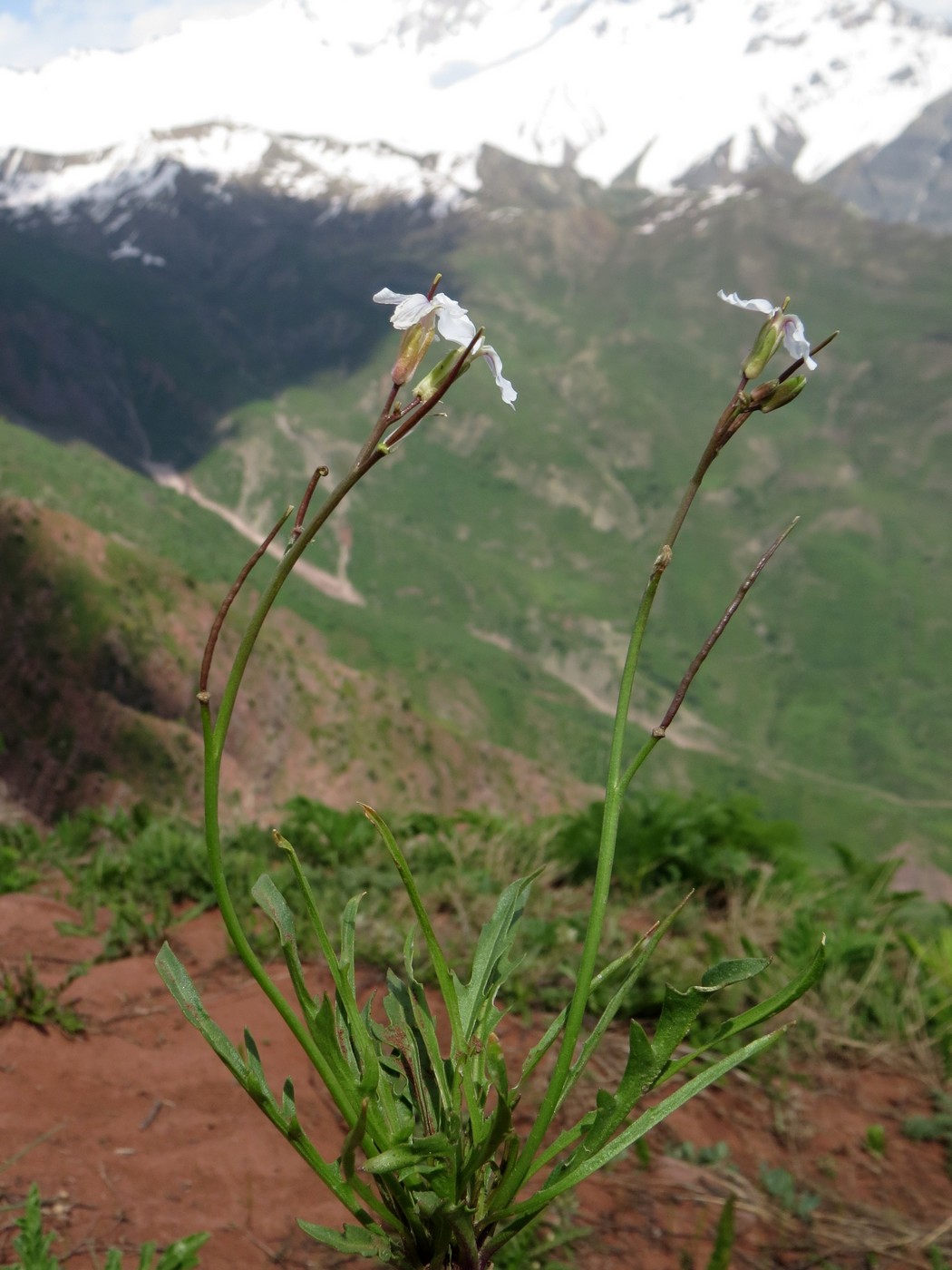 Image of Parrya darvazica specimen.