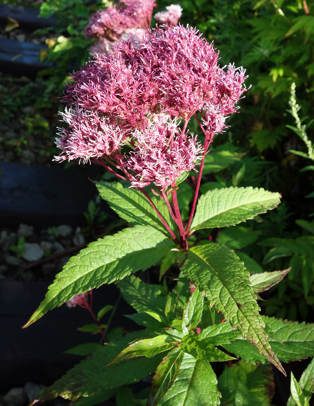 Image of Eupatorium glehnii specimen.