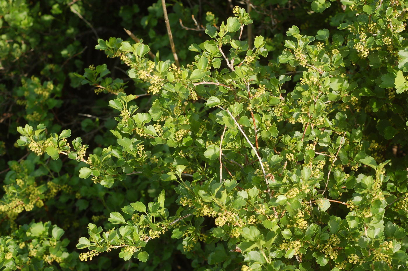 Image of Ribes saxatile specimen.