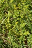 Смотреть изображение Cruciata laevipes