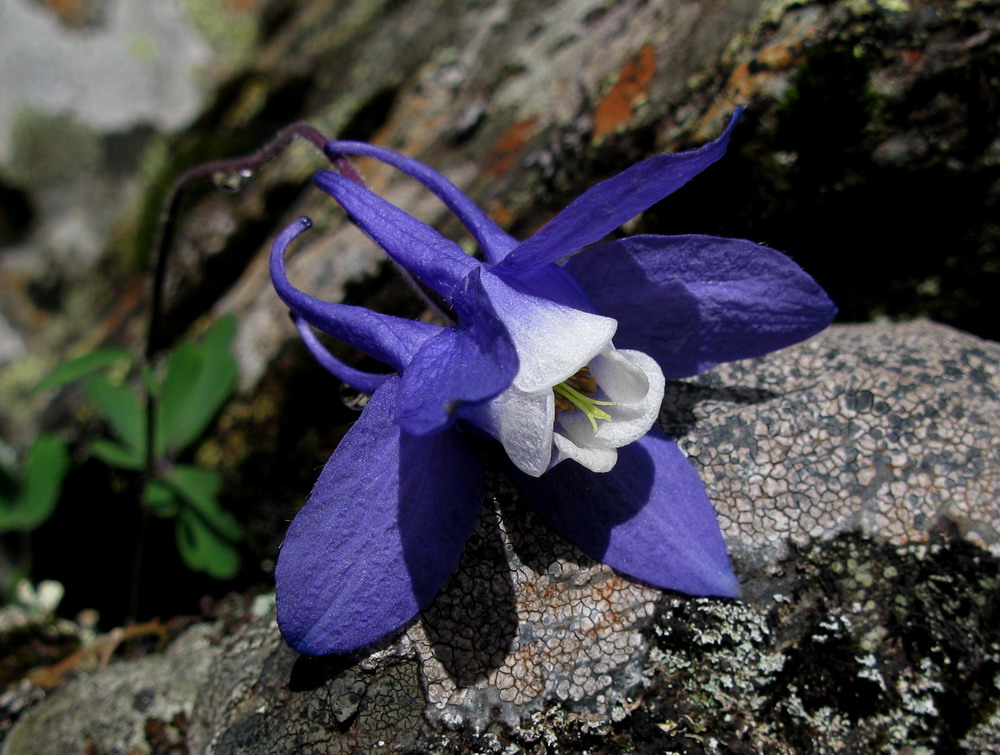 Image of Aquilegia borodinii specimen.