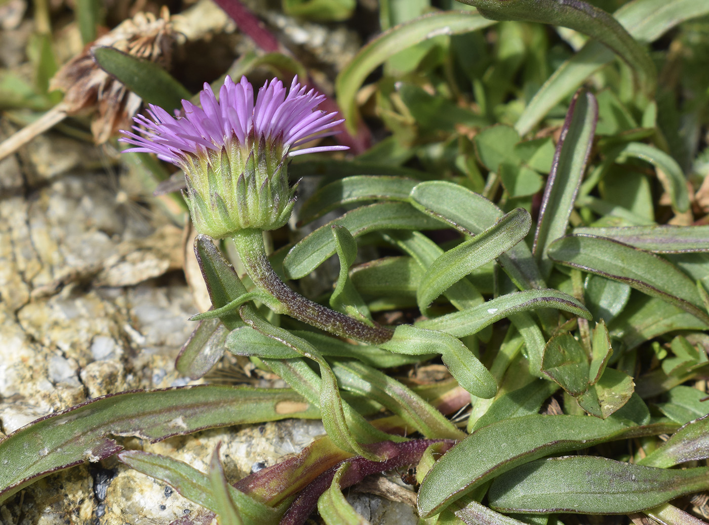 Изображение особи Erigeron alpinus.