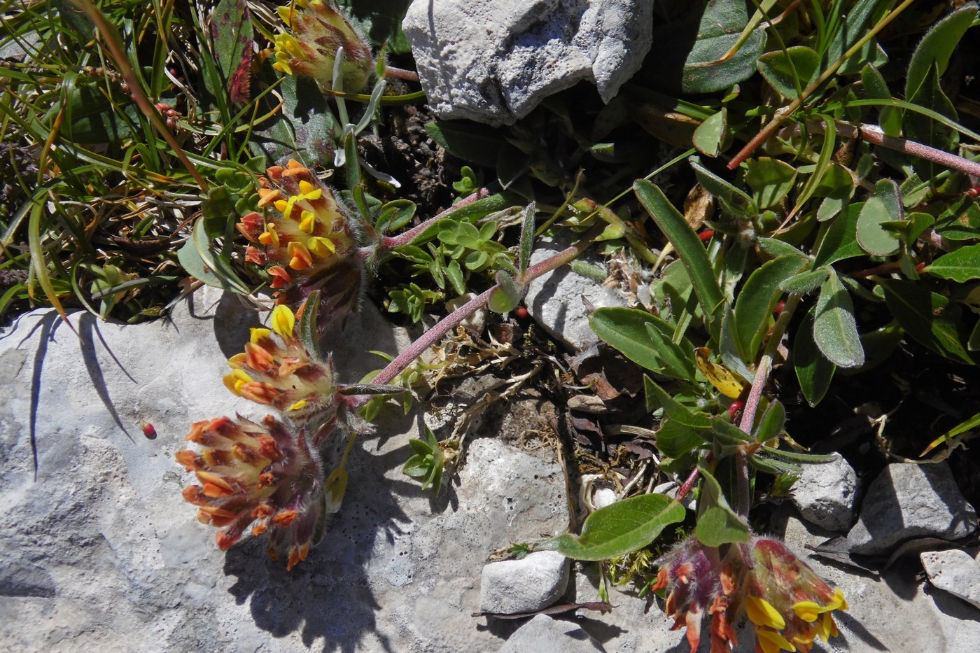 Image of Anthyllis variegata specimen.