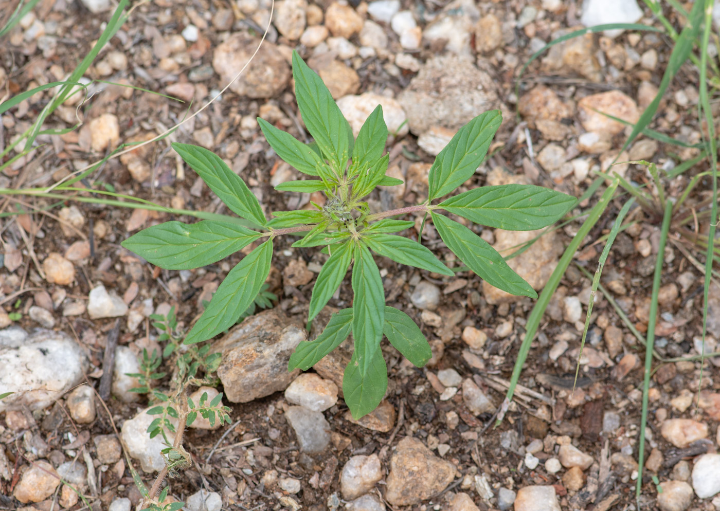 Image of Sesamum triphyllum specimen.