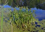 Scirpus radicans. Цветущие растения. Московская обл., г. Железнодорожный, Саввинский пруд, в воде у берега. 05.06.2020.