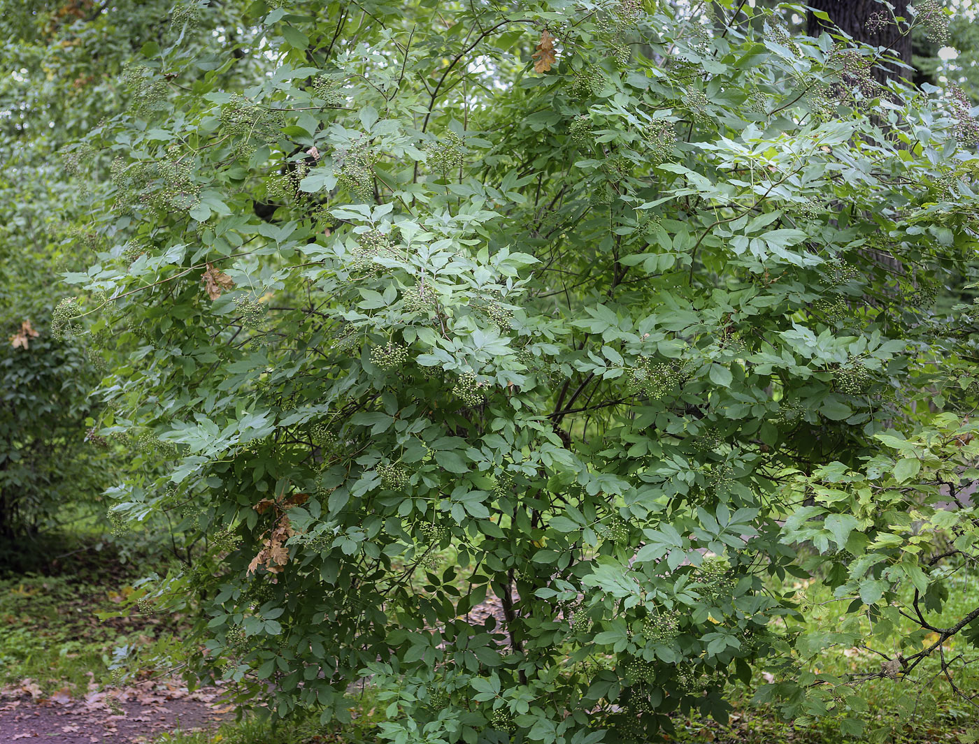 Image of Sambucus nigra specimen.