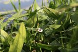 Sagittaria sagittifolia