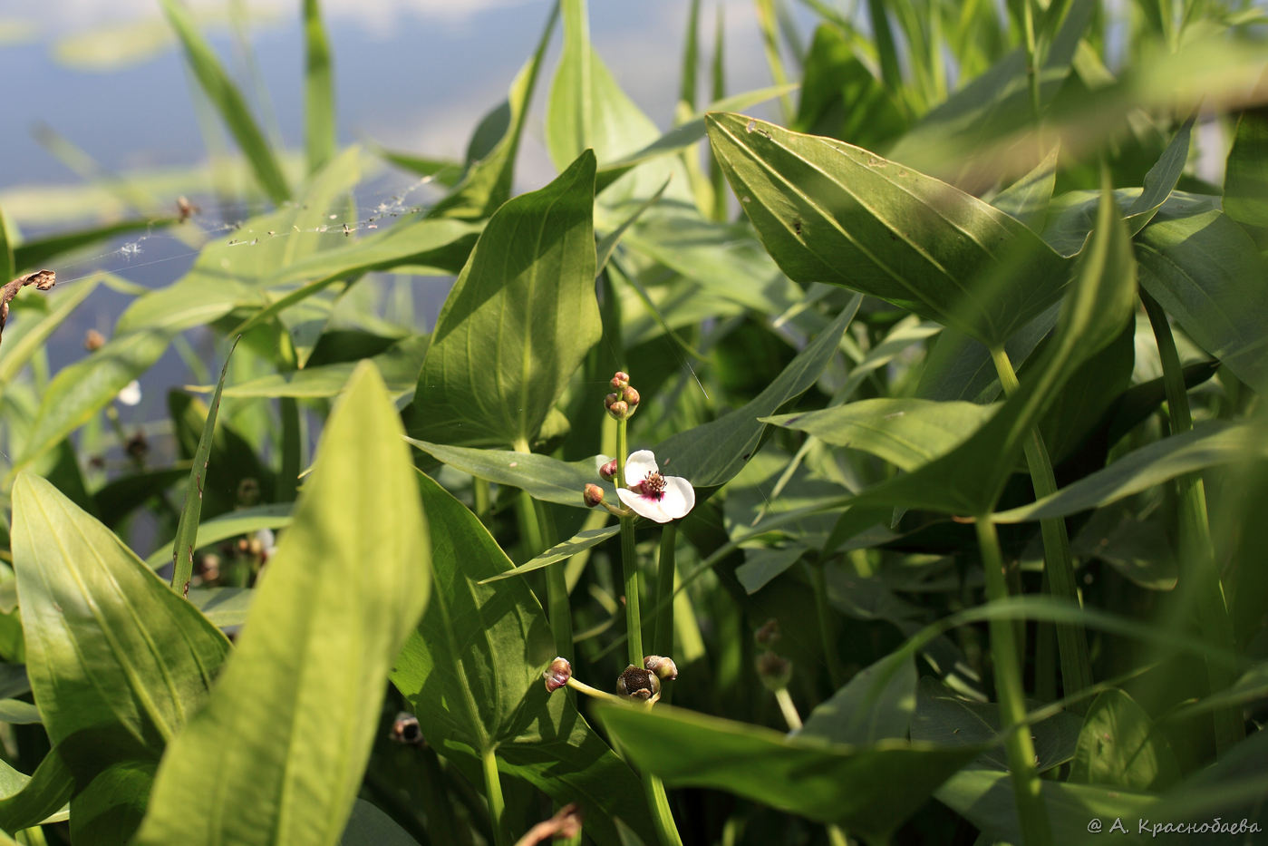 Image of Sagittaria sagittifolia specimen.