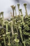 род Cladonia