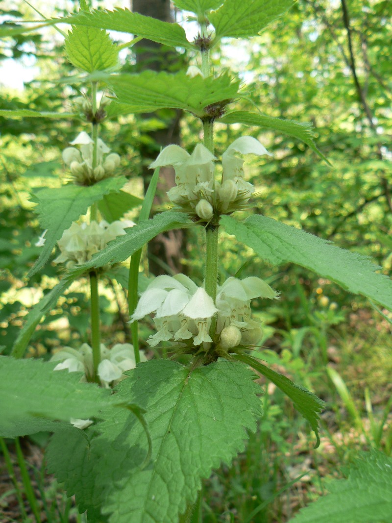 Image of Lamium album specimen.