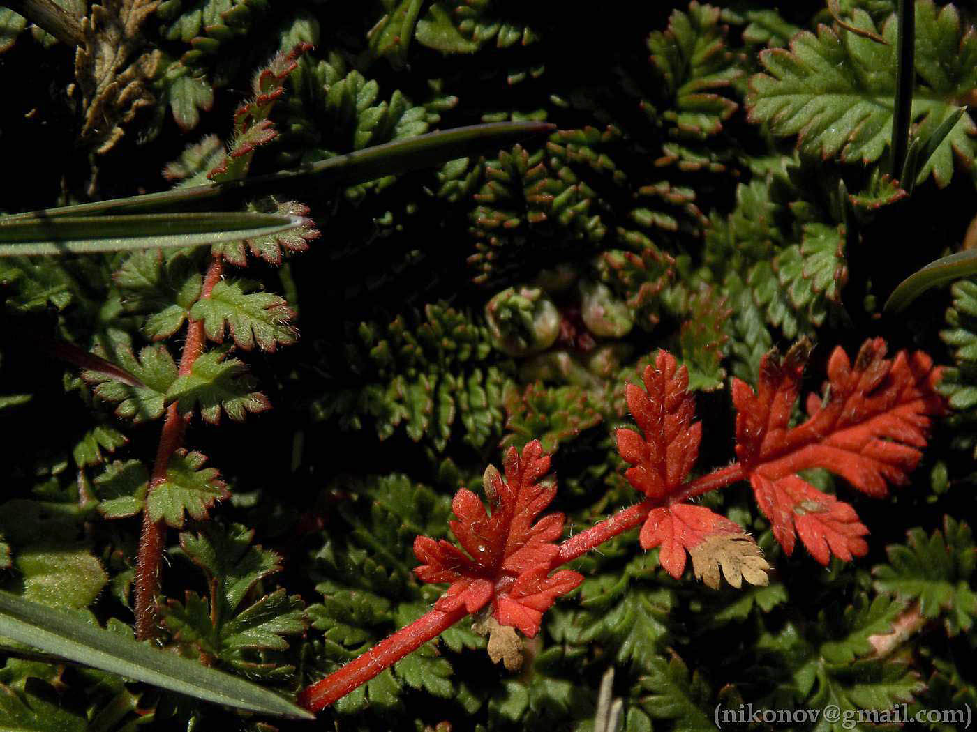 Image of Erodium cicutarium specimen.