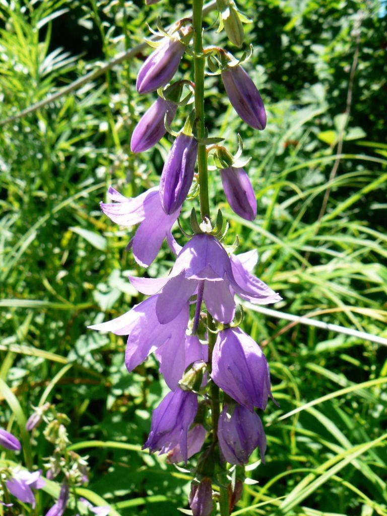 Image of Campanula rapunculoides specimen.