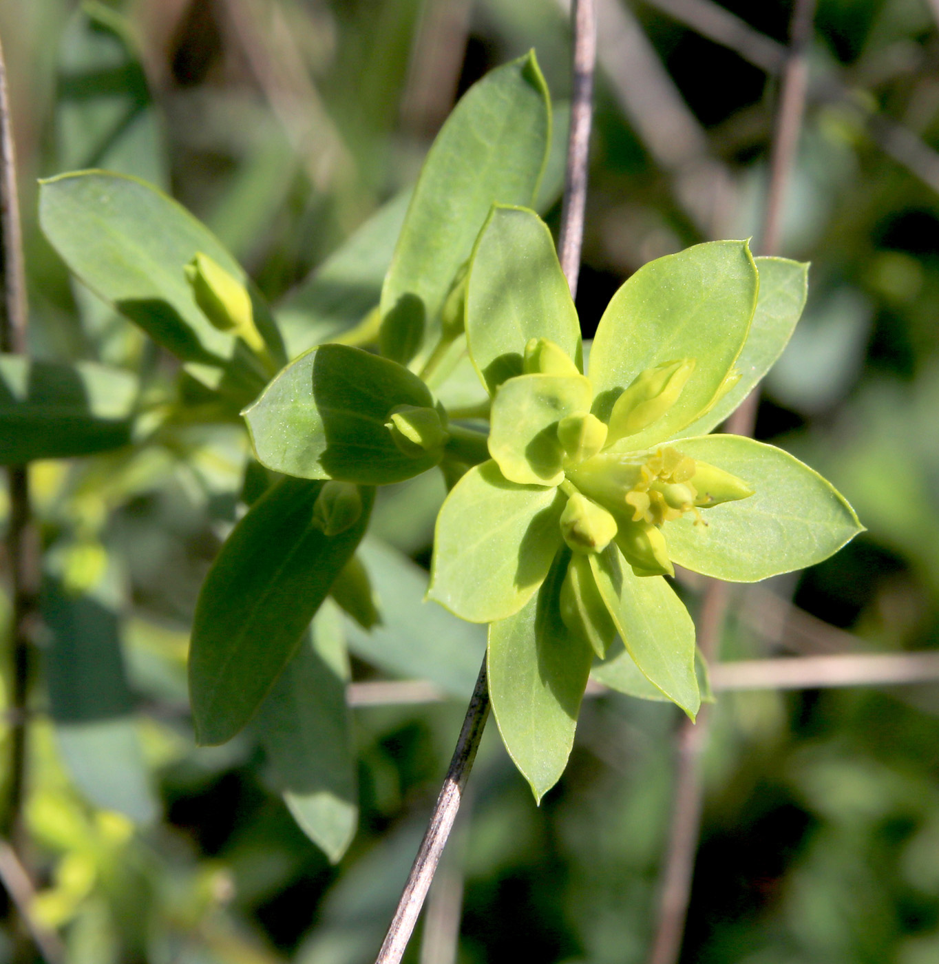 Изображение особи Euphorbia seguieriana.