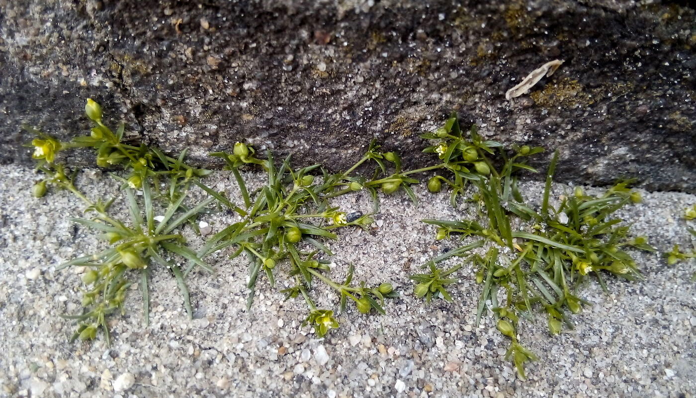 Image of Sagina procumbens specimen.