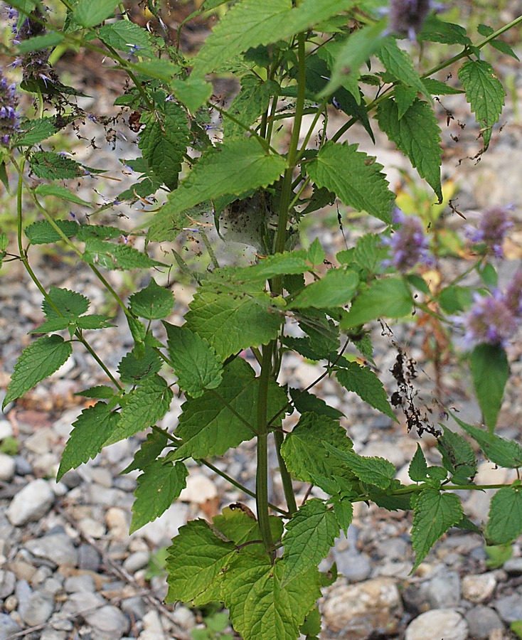 Изображение особи Agastache rugosa.