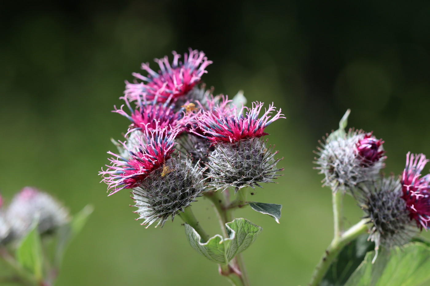 Изображение особи Arctium tomentosum.