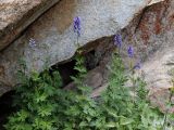 Aconitum talassicum