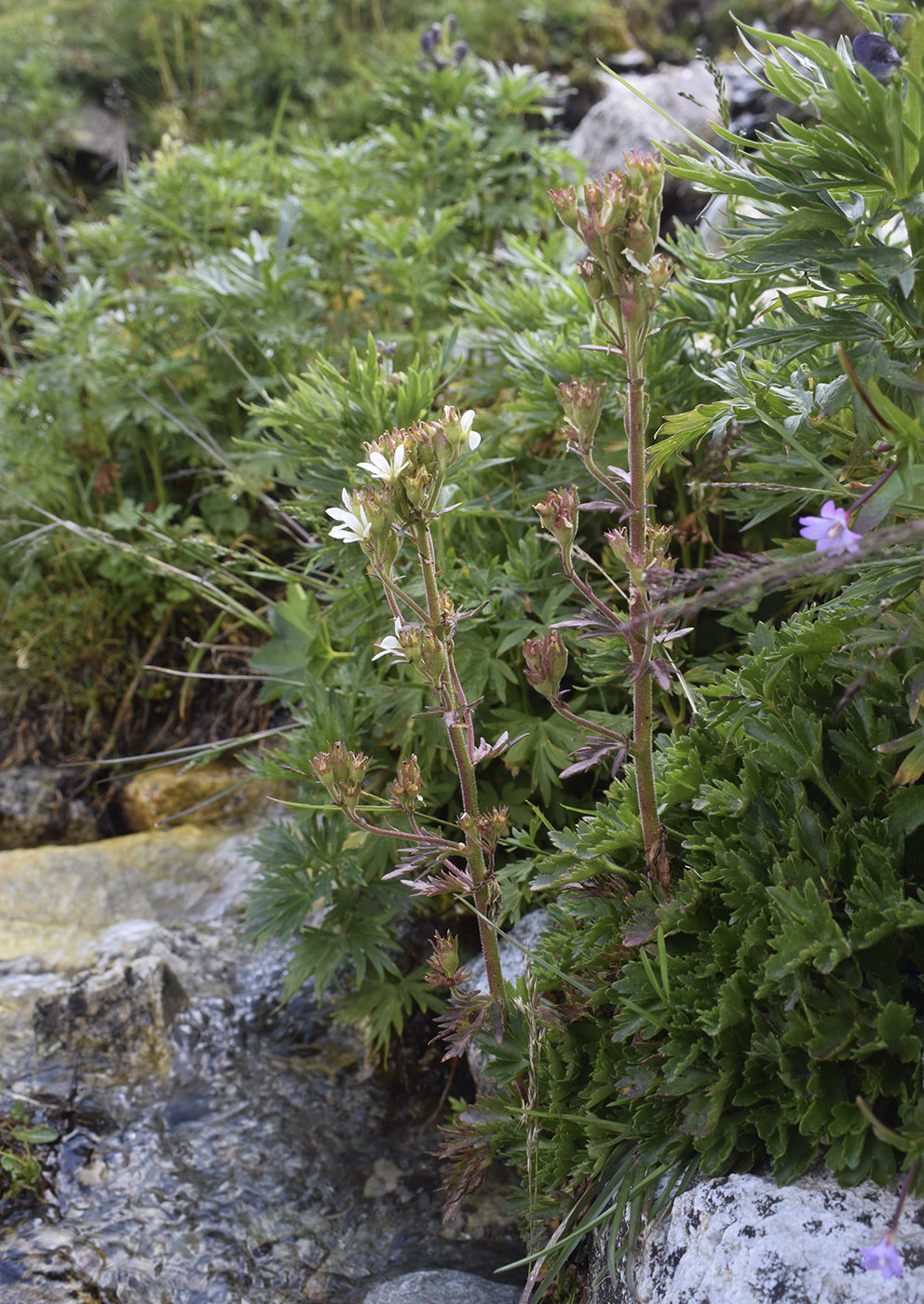 Image of Saxifraga aquatica specimen.