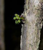 род Phyllanthus