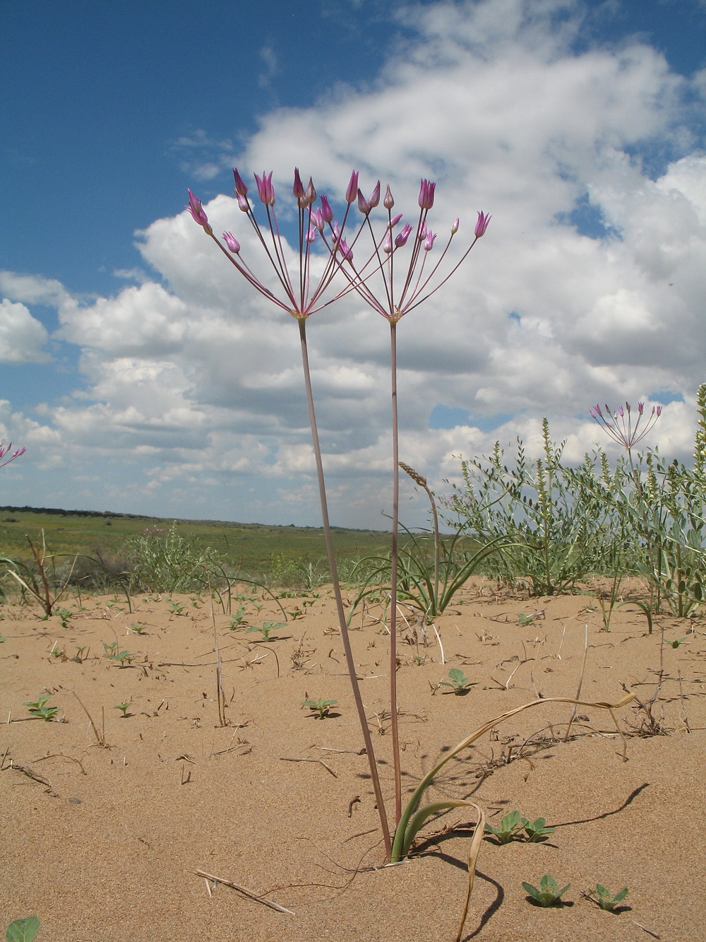 Изображение особи Allium iliense.