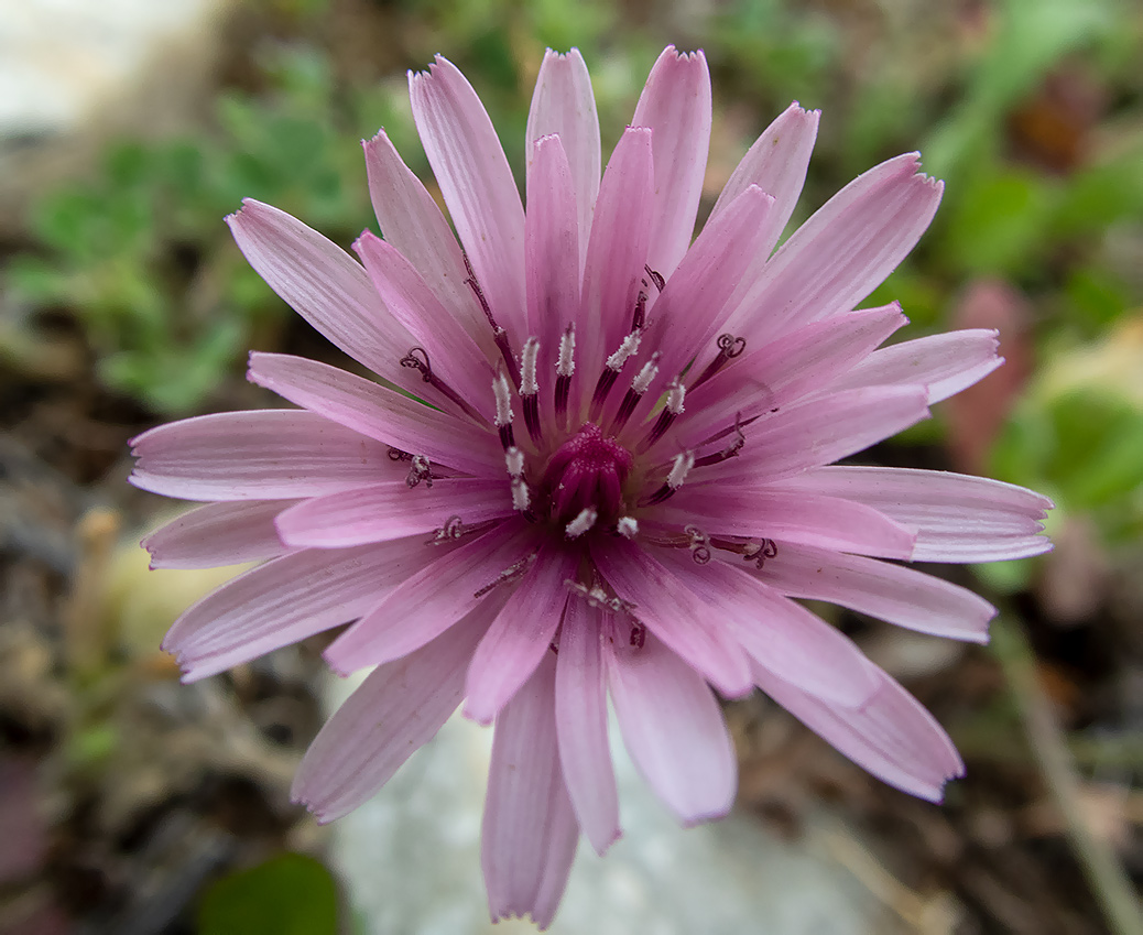 Image of Crepis rubra specimen.