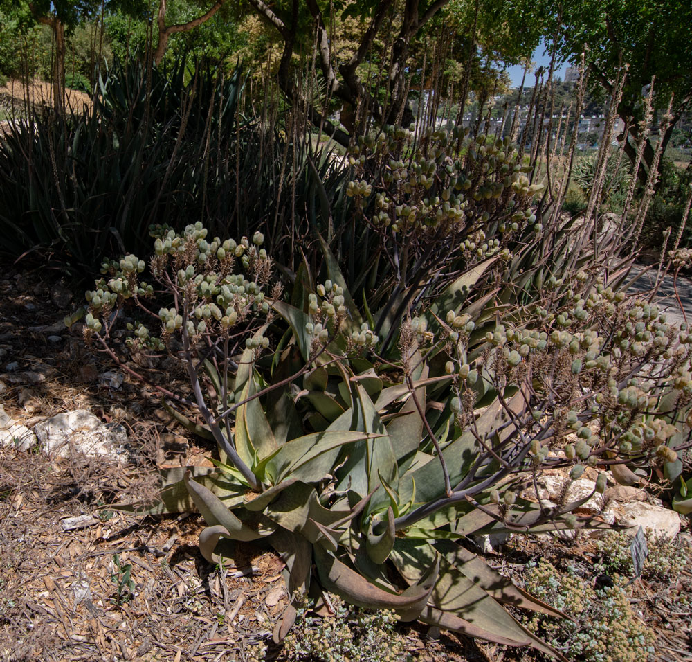 Image of Aloe buhrii specimen.