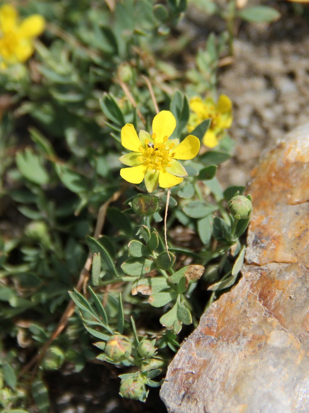 Изображение особи Potentilla orientalis.