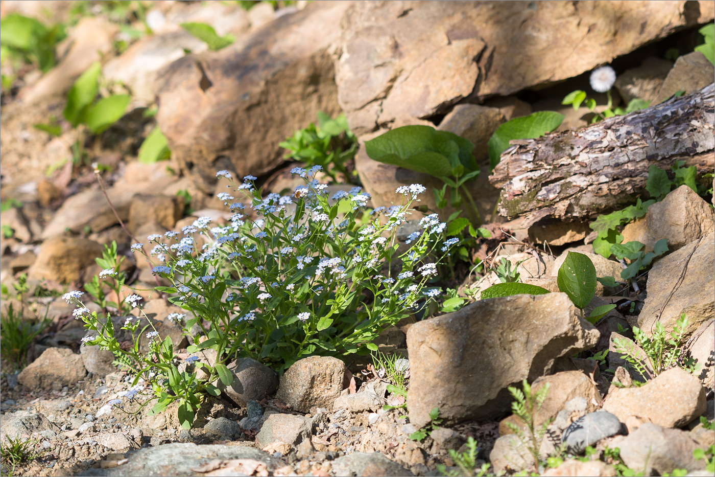 Изображение особи род Myosotis.