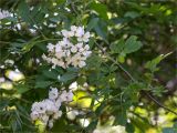 Rosa multiflora. Часть веточки с соцветиями. Абхазия, г. Сухум, Сухумский ботанический сад. 14.05.2021.