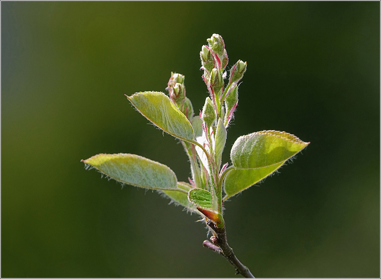 Изображение особи Amelanchier spicata.