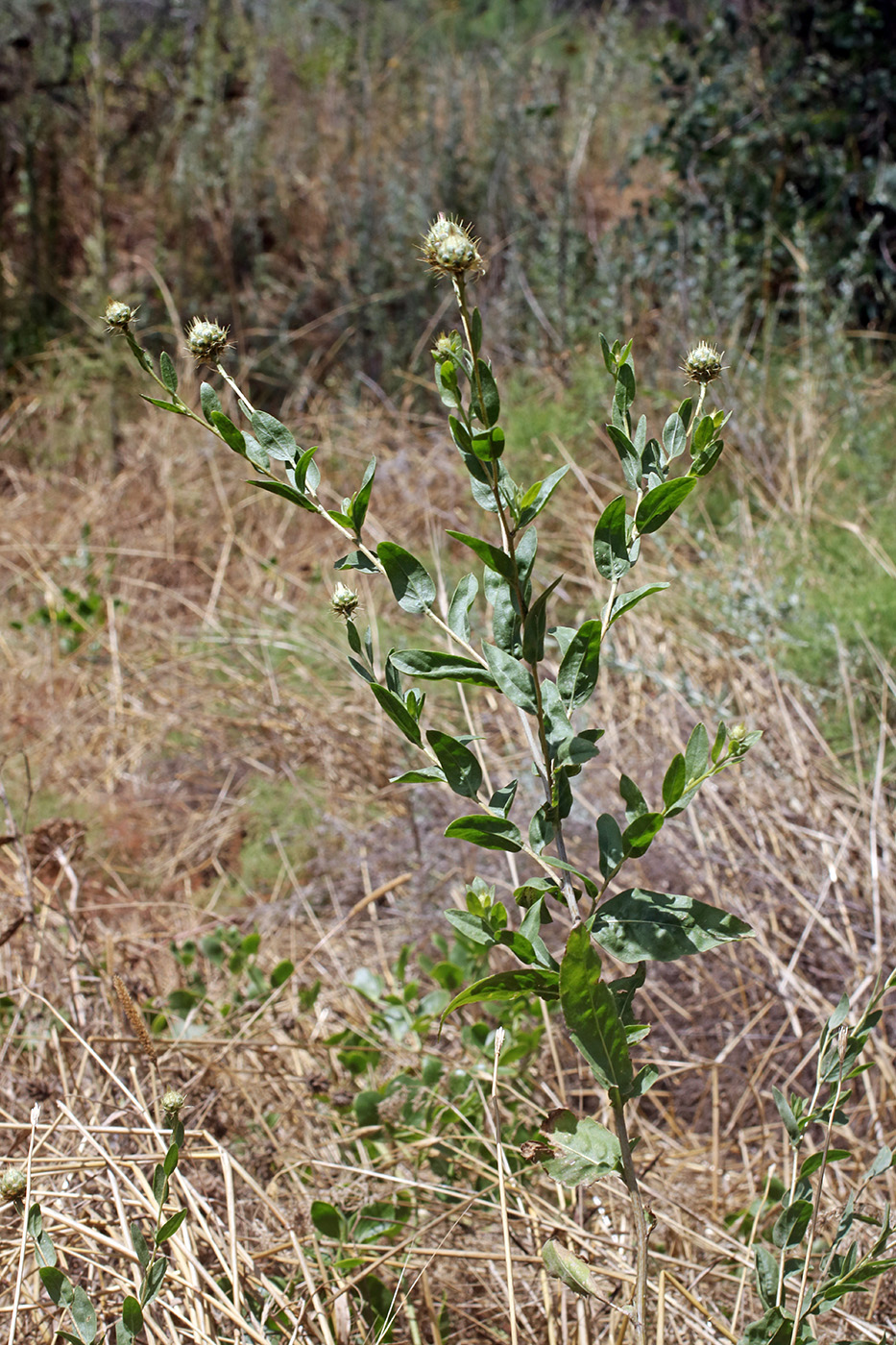 Изображение особи Stizolophus balsamita.