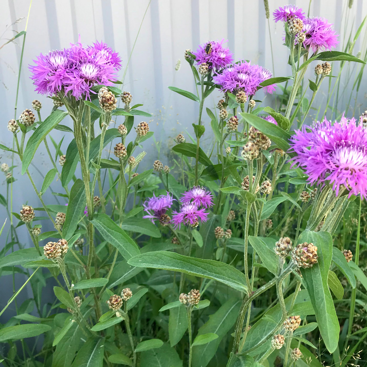 Image of Centaurea jacea specimen.