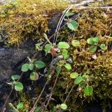 Linnaea borealis