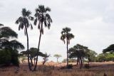 familia Arecaceae. Взрослые растения в саванне. Танзания, обл. Маньяра, \"Tarangire National Park\". 16.02.1997.