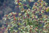 genus Acer. Ветви с соцветиями и листьями. Бутан, дзонгхаг Вангди-Пходранг, заповедник \"Phobjikha Valley\". 10.05.2019.