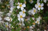 Rosa spinosissima. Части ветвей с цветками. Дагестан, Гунибский р-н, Карадахская теснина, каменистый склон у подножия скалы. 02.05.2022.