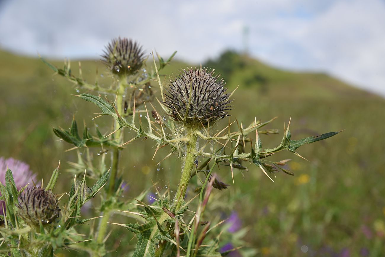 Image of Cirsium pugnax specimen.