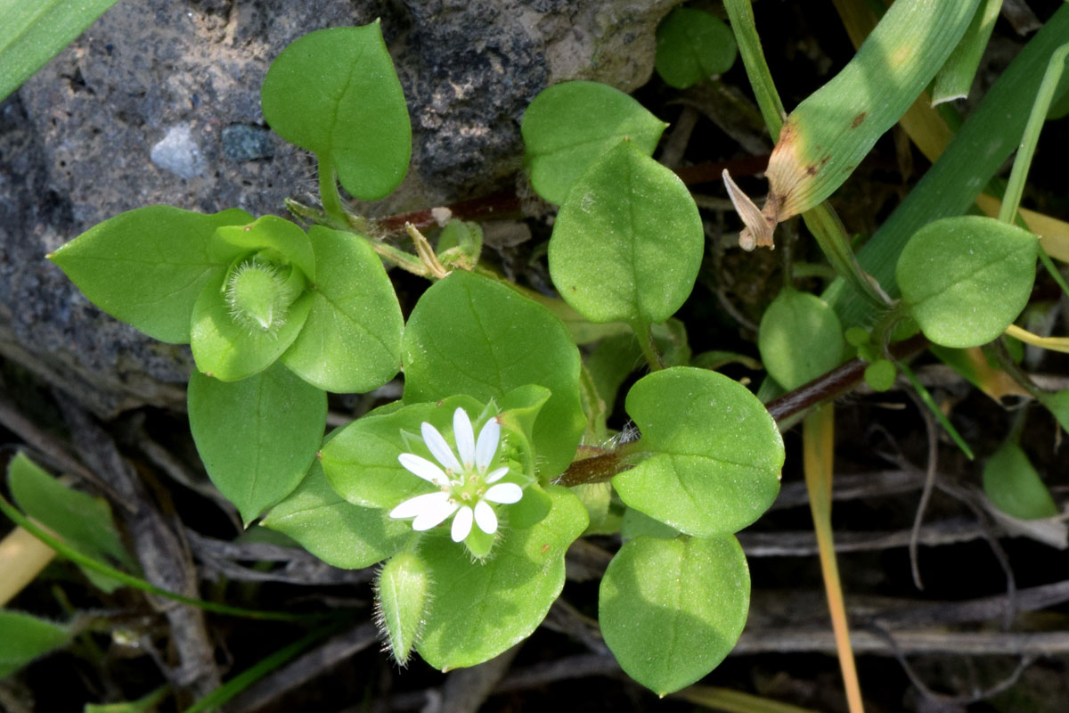 Изображение особи Stellaria neglecta.